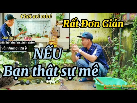 Video Avi mini tiểu cảnh và Avi lớn , những thắc mắt của các... - youtube