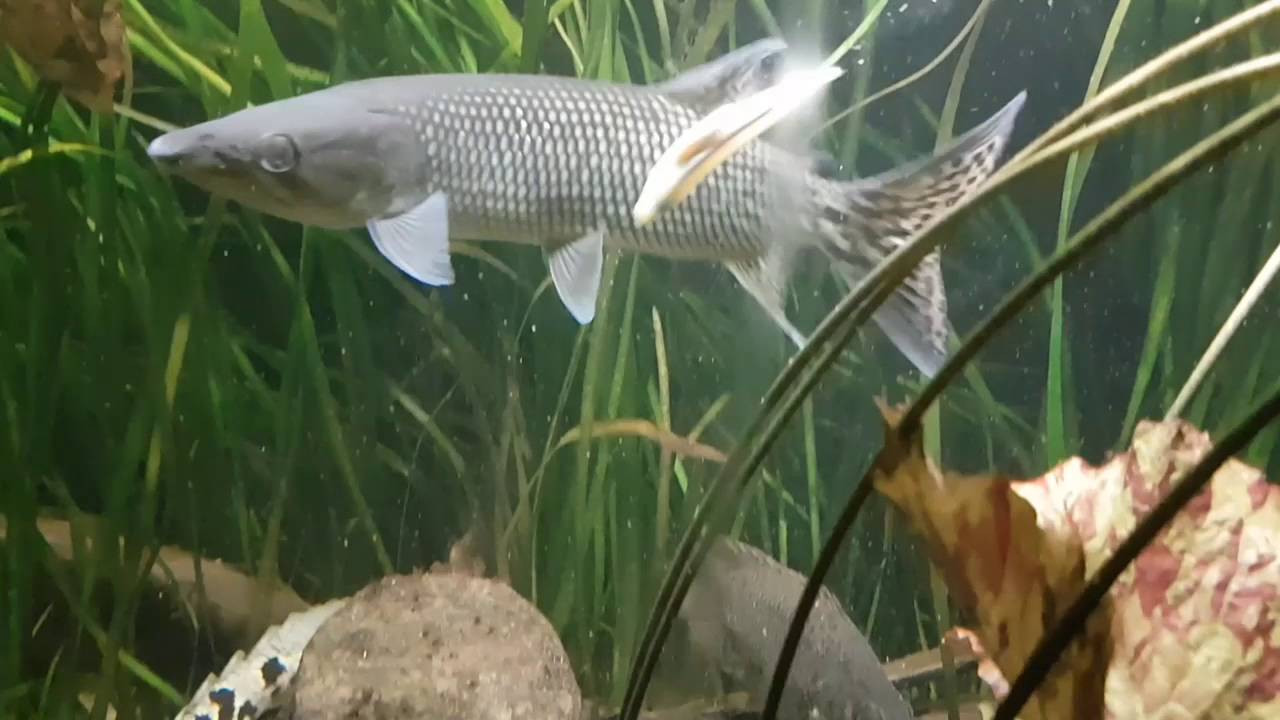 ザ・ポリプテルス : 恐竜魚の飼育と楽しみ方 大型魚・肉食魚でおすすめ