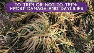 FROST DAMAGED FOLIAGE: TRIM IT OR LEAVE IT?| Oakes Daylilies