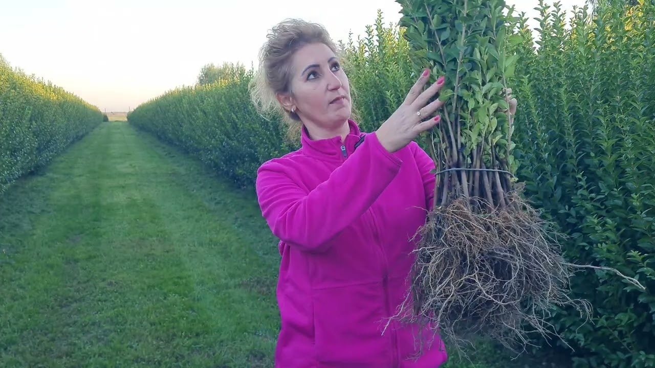 Lemn Cainesc ( Ligustrum ovalifolium ) pentru Gard Viu.