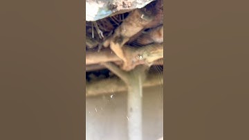 spider making web#real life spider#web building time#shor video#