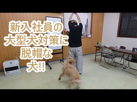 大型犬を扱わせたら日本一な新入社員の華麗な技。ゴールデンレトリバーティト大型犬