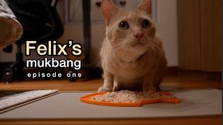 Felix the Pale Ginger Cat | ASMR Mukbang | Episode 1