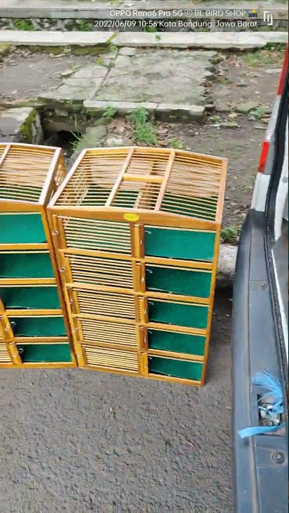 Dongdang Merpati berkualitas