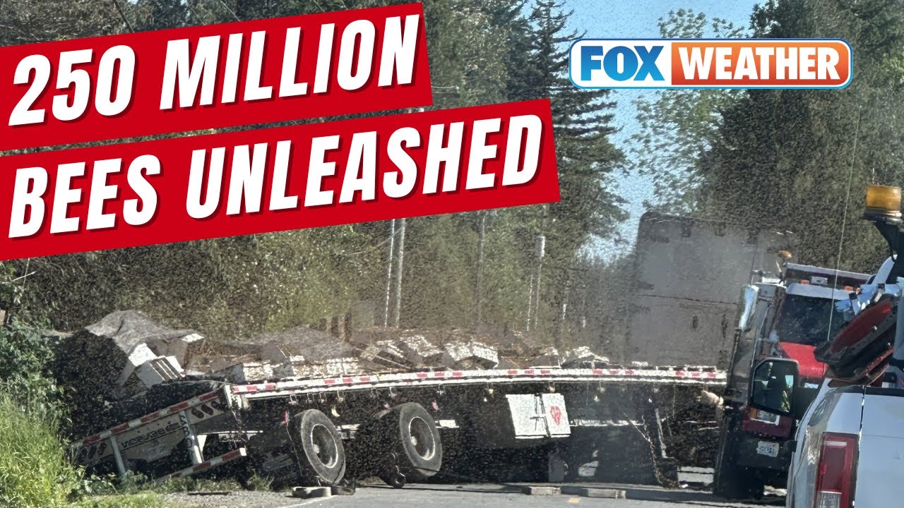 250 Million Bees Unleashed In Washington After Semi Truck Crash - YouTube