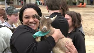 Goat Yoga on the Quad