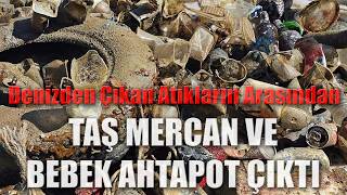 Denizden Çıkan Atıkların Arasından Taş Mercan ve Bebek Ahtapot Çıktı