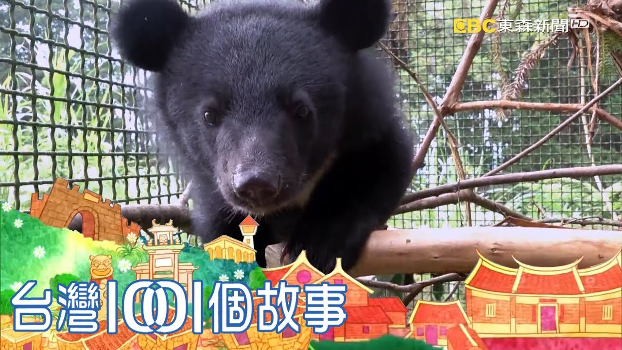 南安小熊要回家 九個月野訓過程全紀錄 part1 台灣1001個故事