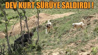 Dev Kurt Sürüye Gi̇rdi̇ Çoban Köpekleri̇ İle Kafa Kafaya Geldi̇ Köpeklere Kurt Adam İle Test Kangal