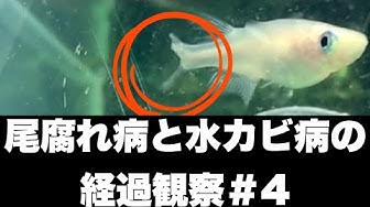 尾腐れ病 Youtube