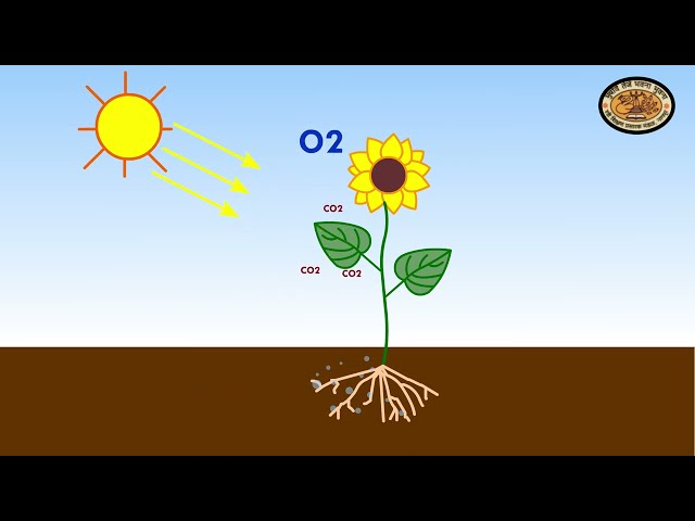 How process of Photosynthesis takes place in plants(Animated) class=