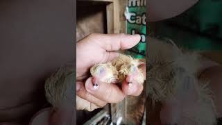 pigeon chick so cute ??? pigeon chicks pets animals petlover