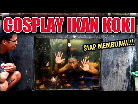 PERTAMA KALI RENANG BARENG RATUSAN IKAN KOKI - Makan pelet ikan dan makan ikan koki harga jutaan