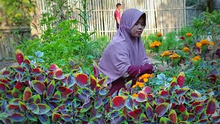 Harvesting Striped Spinach - making delicious food - living in the village