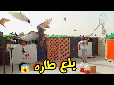 صيد نغل احمر احلس جميل 😱 بلع طاره 🔥 - YouTube