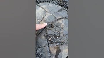 Ammonites and Belemnites fossilised together on one rock! 🦑🪨🐚🤗 #fossilhunting #fossils #rock #beach