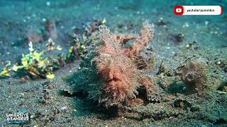 Frogfish's Lure Mechanism