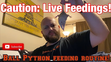 Caution: Live Feedings! Ball Python feeding routine!