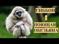 РАССКАЗ О ЧЕЛОВЕКООБРАЗНЫХ ОБЕЗЬЯНАХ Гиббон поющая обезьяна Семейный канал РАССКАЗ О ЧЕЛОВЕКООБРАЗНЫХ ОБЕЗЬЯНАХ Гиббон поющая обезьяна Семейный канал