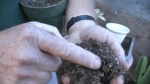 Potting Soil Recipe for Cacti and Succulents