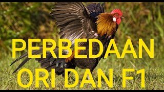 PERBEDAAN 'AYAM HUTAN ASLI' || F1 F2 DAN BRUGO