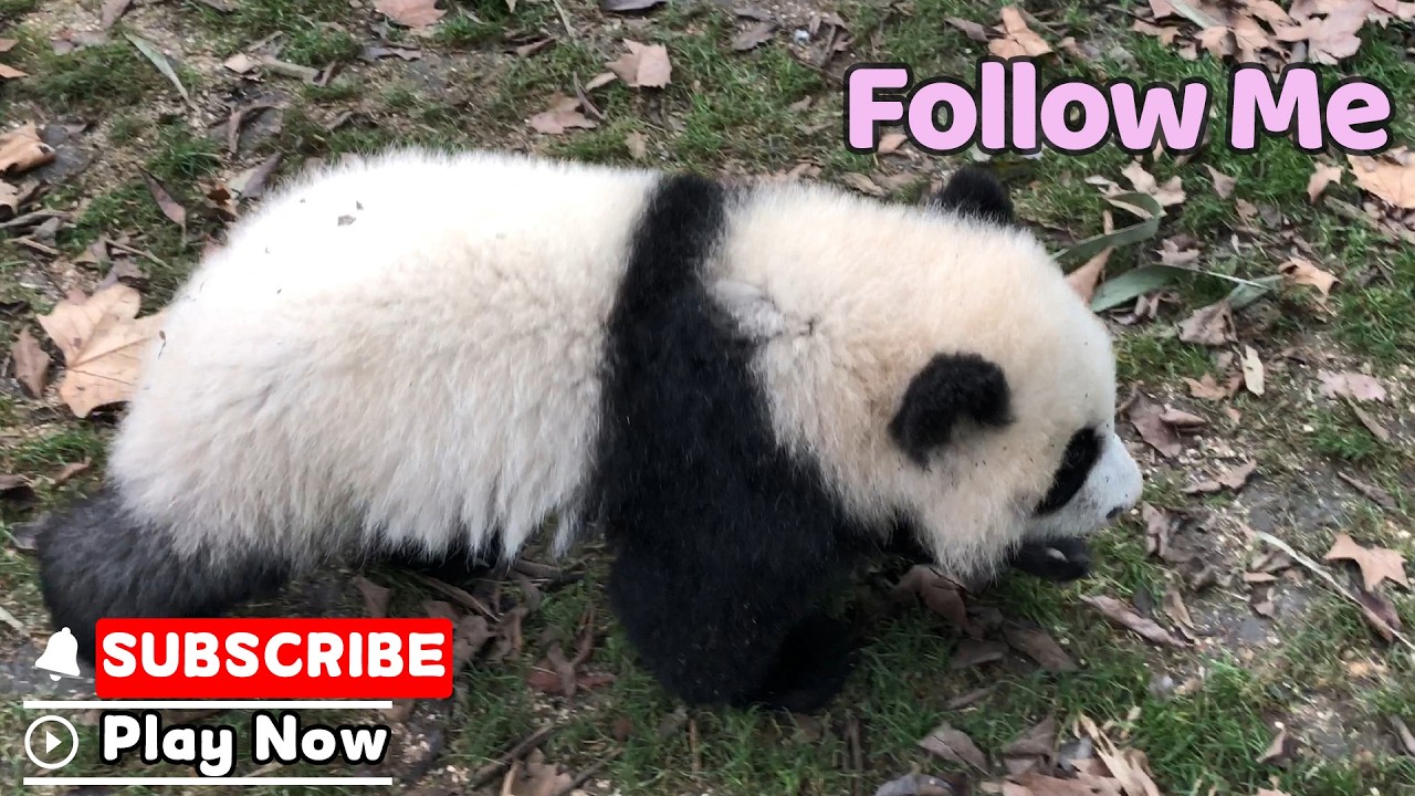 A Close-Up Immersion Into Panda Life | iPanda - YouTube