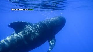 See What Happens When Whale Watchers Get Eye-to-Eye Underwater with Rare Pilot Whales