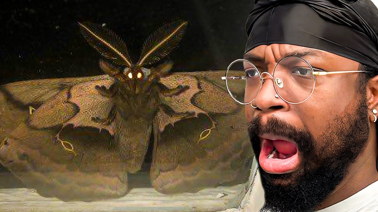 Люди не зря боятся бабочек