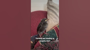 Perching & standing up properly now!
