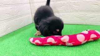 177882ハーフ犬チワワカニンヘン