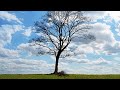 geheimnissvoller Baum 4K 60FPS 