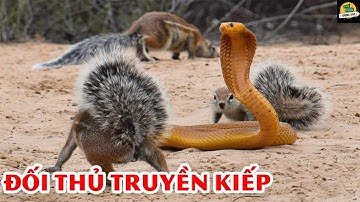 🌍Đại Chiến Sống Còn Của Rắn Hổ Mang Chúa Với Cày Mangut Trong Thế Giới Động Vật