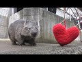 ウォンバットに大接近 (茶臼山動物園) 2018年4月15日 の動画、YouTube動画。
