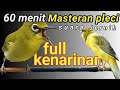 Masteran pleci kenarian 60 menit sobek sobek sejalur trand 2022