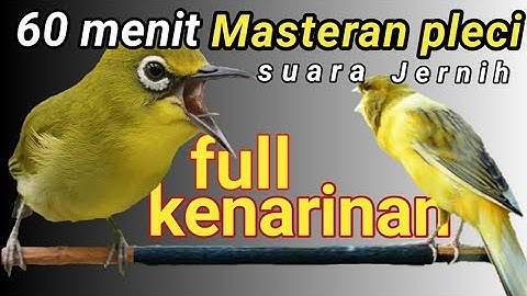Masteran pleci kenarian 60 menit sobek sobek sejalur trand 2022