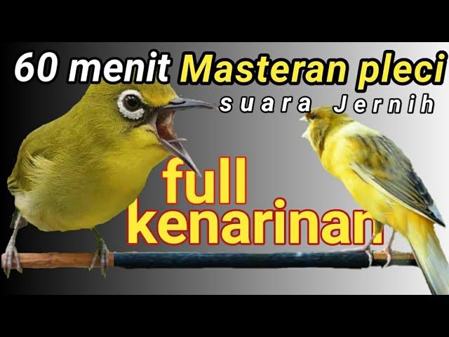 Masteran pleci kenarian 60 menit sobek sobek sejalur trand 2022 class=