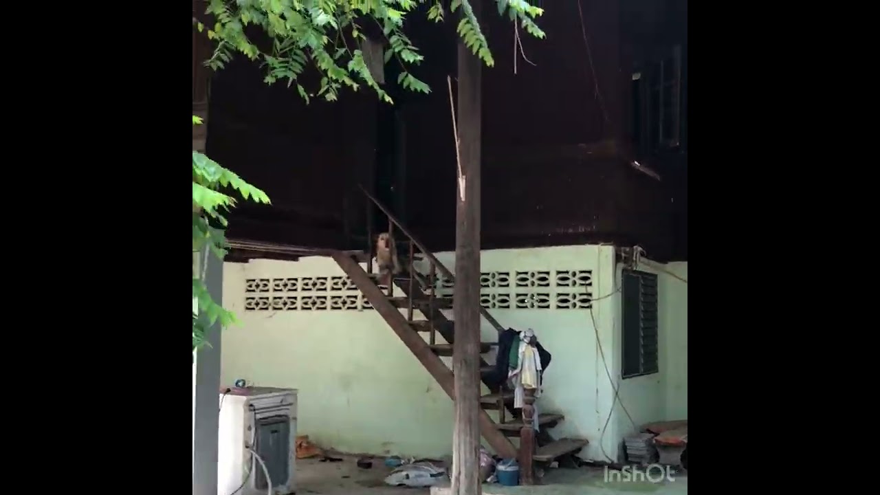 บ้านสวนใกล้ตลาดติดถนนขาย1ไร่1ขาย1.6ล้านตฅชำแระอโพธาราราชบุรี(Ep.18)