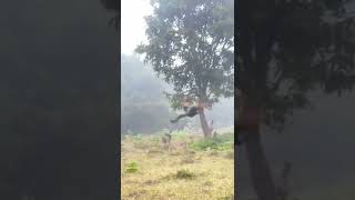 Burung merak terindah #shorts