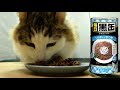 【ASMR】猫が黒缶を食べる動画【毎日黒缶3P しらす入りかつお】