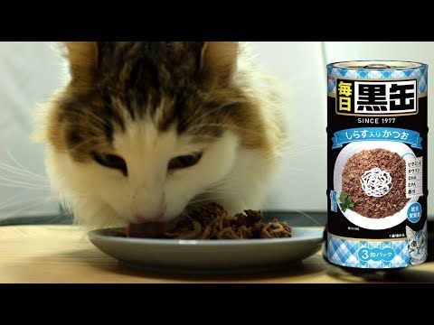 【ASMR】猫が黒缶を食べる動画【毎日黒缶3P しらす入りかつお】