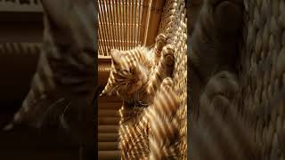 Golden Cat Napping In The Afternoon Breeze
