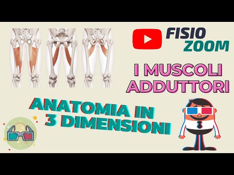 Video: Cosa sono i muscoli adduttori?