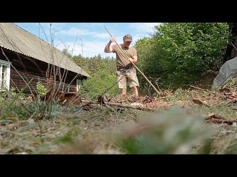 Навожу порядок на хуторе. Нашел древний дуб №5