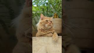 Nature is secret of my crazy energy 😂# crazy cat 🐈