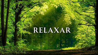 Forests that bring peace  Calm Piano Music to Make Your Day More Relaxing  Musical Background