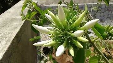 Samsung Galaxy Core Prime Camera