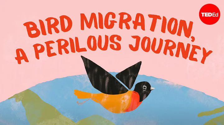 Bird migration, a perilous journey - Alyssa Klavans - DayDayNews