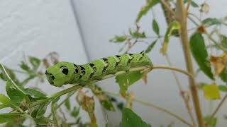 Seltsame Kreatur im Garten?