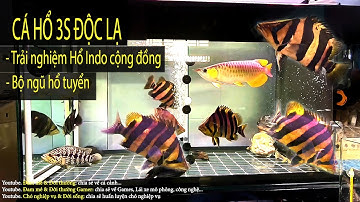 Mua thêm em Cá Hổ Indo 3S độc lạ - đủ bộ ngũ hổ cộng đồng