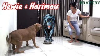 FUNNY DOG VIDEOS  | How a Pitbull Dog Reacts to a Picture of a Tiger #hewiepitbull